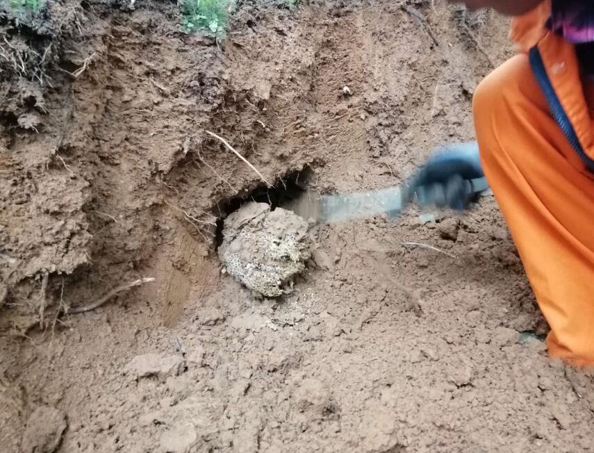 白蟻體型（xíng）大小和進化