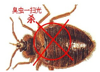 臭蟲防治