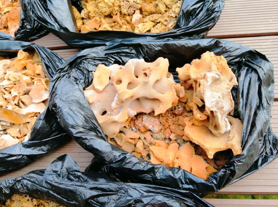 白蟻的外部形態（tài）